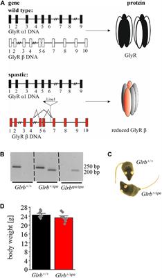 Anxiety and Startle Phenotypes in Glrb Spastic and Glra1 Spasmodic Mouse Mutants